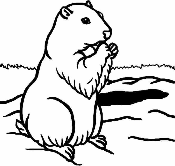 Plansa de colorat cu Marmota 2 12